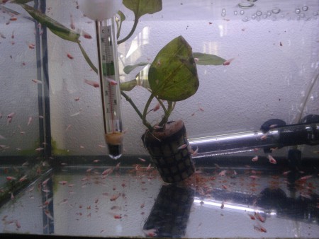 Alevins com 5 semanas