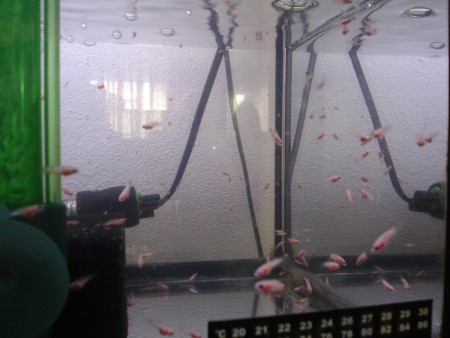 Alevins com 5 semanas